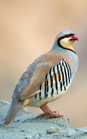 Chukar Partridge