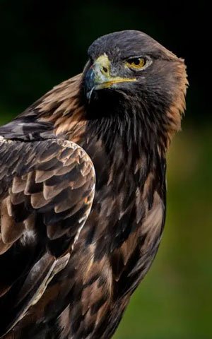 Golden Eagle