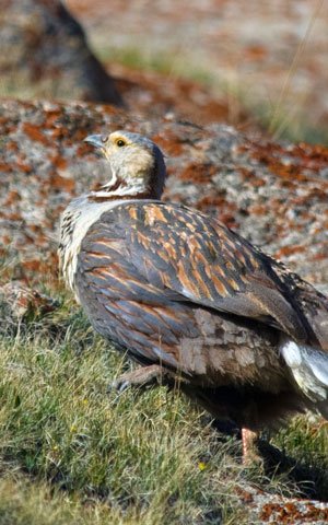 Himalayan Snowcock