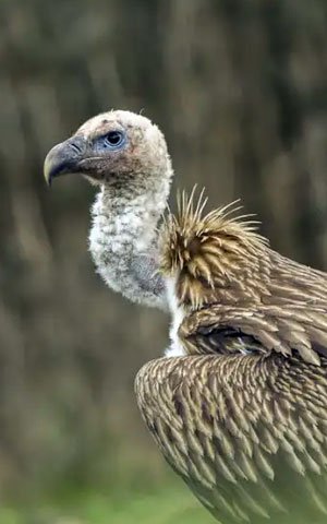 Himalayan Griffon