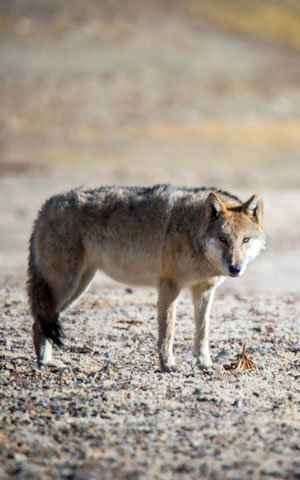 Himalayan Wolf