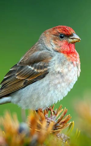 Rosefinch