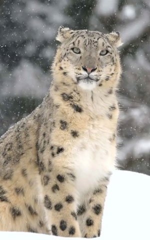 Snow Leopard