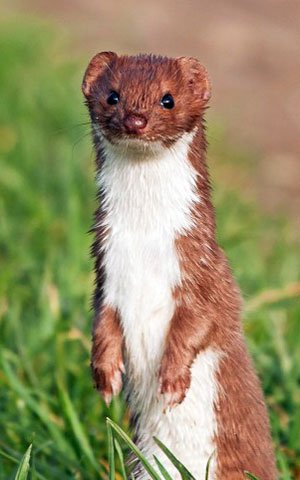 Mountain Weasel