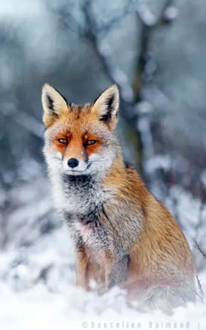 Red Fox