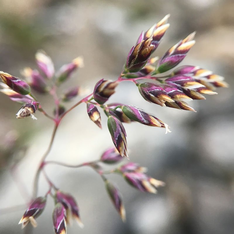 Alpigene bluegrass (Poa alpigena)