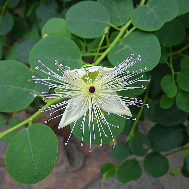 Caper Bush (Capparis spinaosa L.)