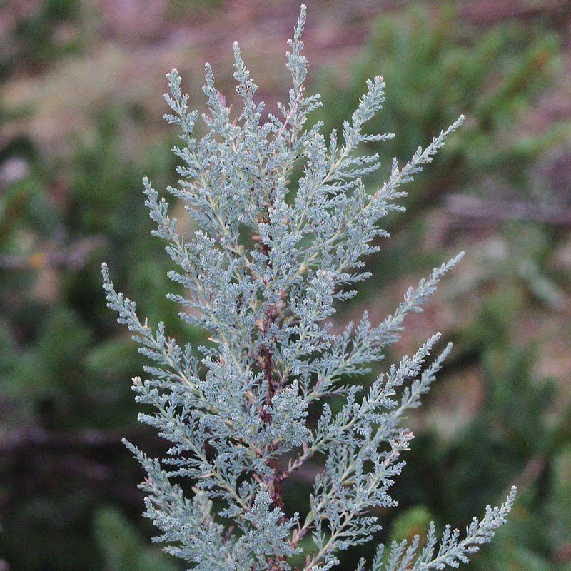 False Tamarisk	(Myricaria germanica)