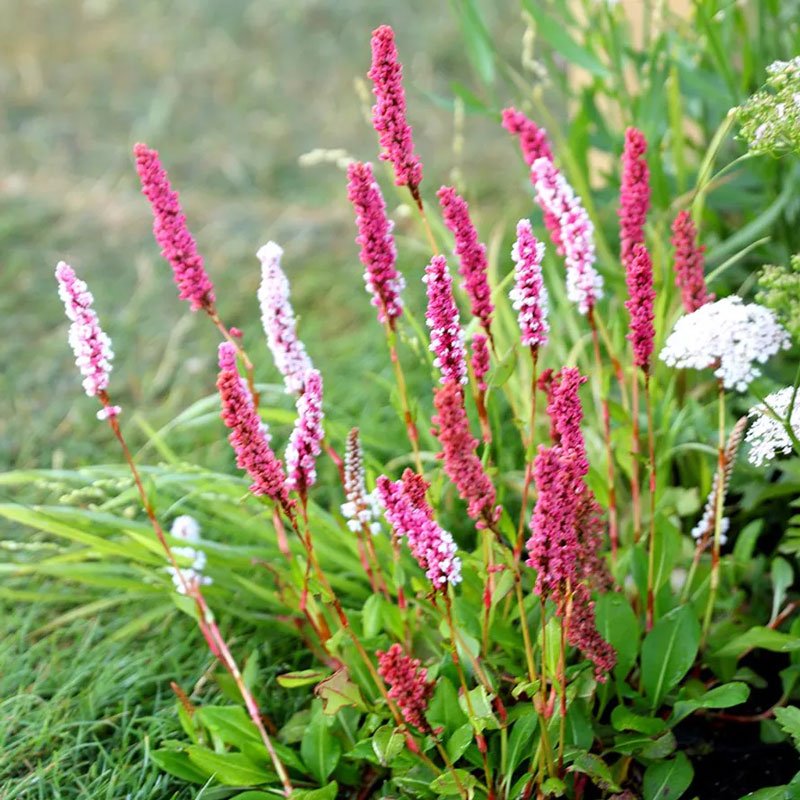 Himalayan bistort, fleece flower, or knotweed (Bistorta affinis)