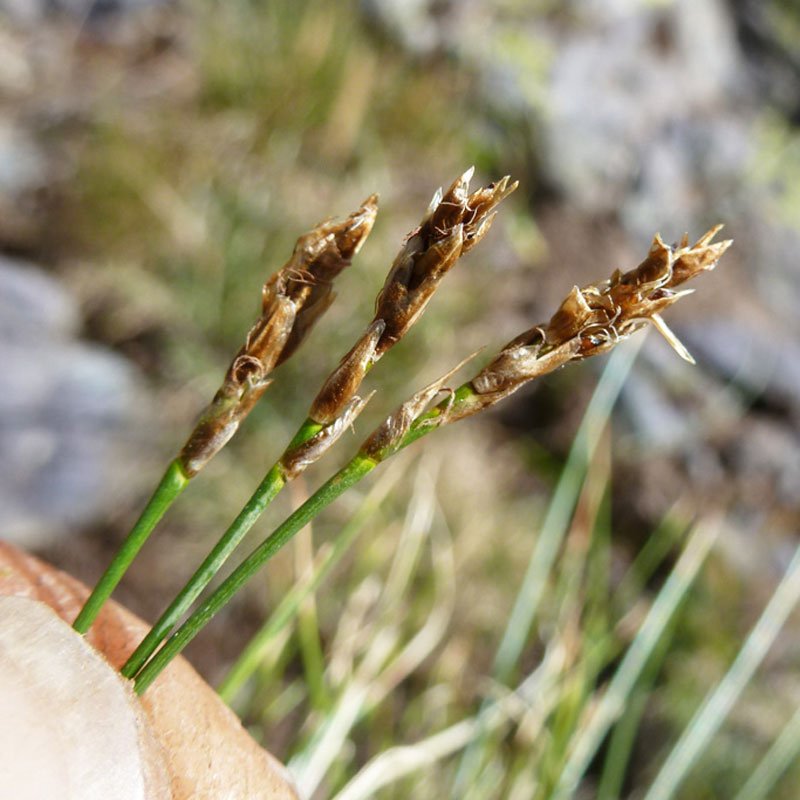 Kobresia	(Kobresia royleana)