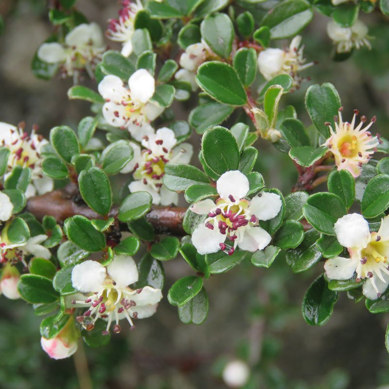 Littleleaf Cotoneaster (Cotoneaster microphyllus)