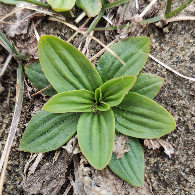 Plantains or fleaworts (Plantago depressa)