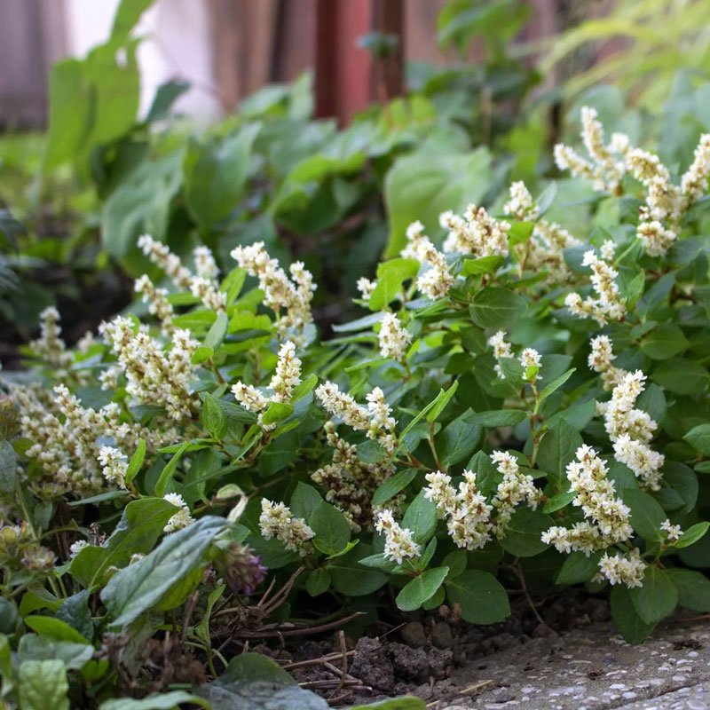 Twisted Knotweed (Aconogonum tortuosum)