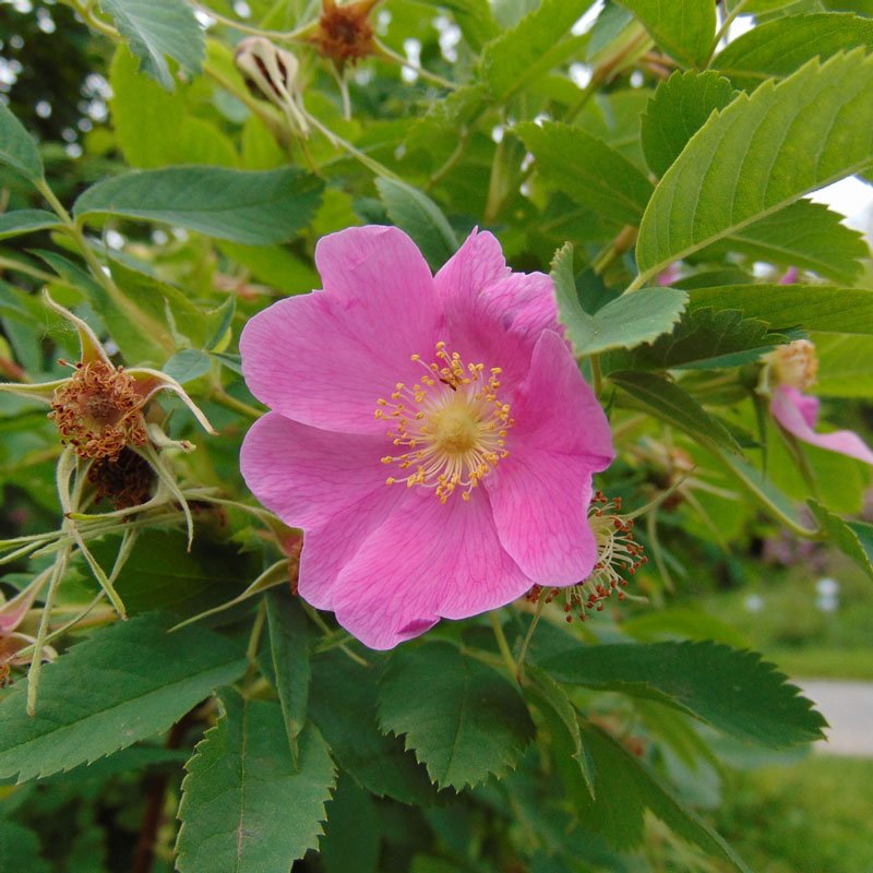 Wild Rose (Rosa webbiana)