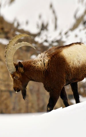 Himalayan Ibex