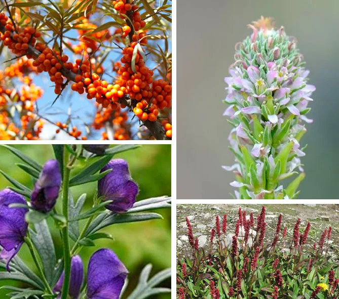 Floral biodiversity