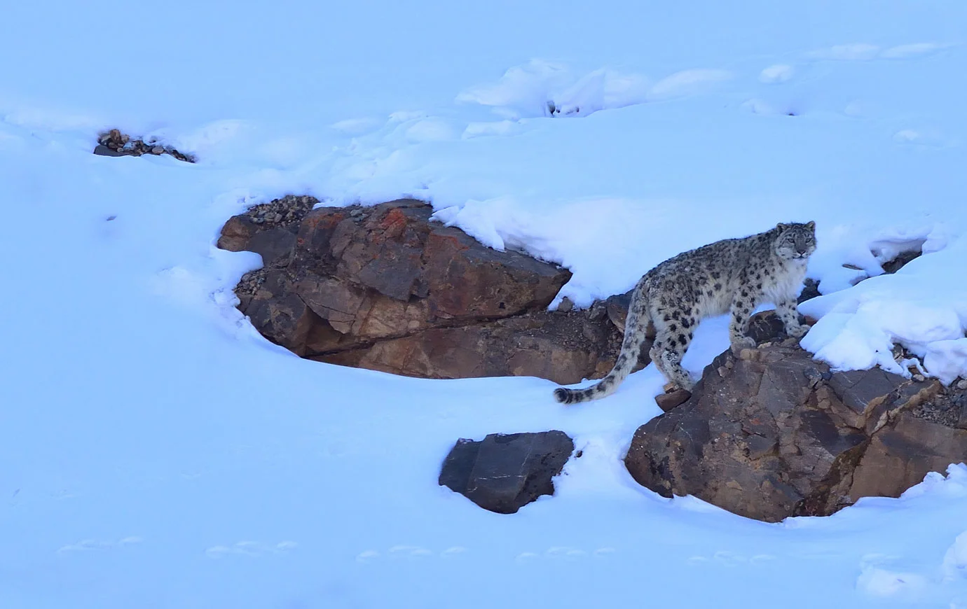 Spiti Wildlife Division