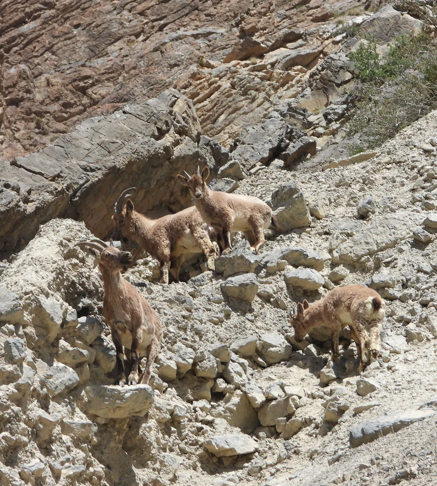 Chandratal-Wildlife-Sanctuary